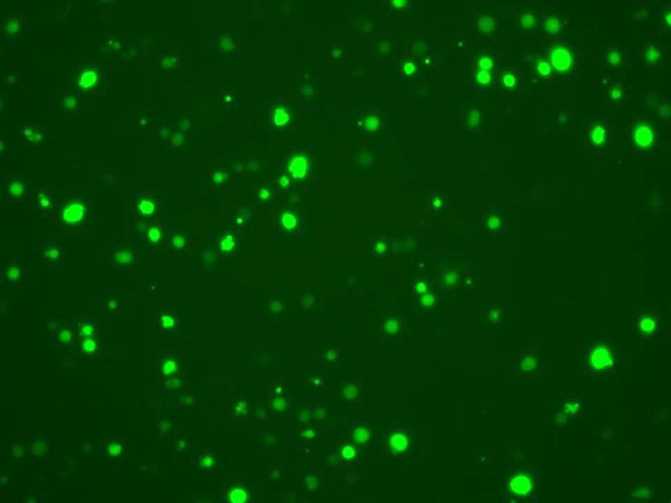 UT-7 TPO - Human Megakaryocytic cells - Transfection Efficiency 46 per cent